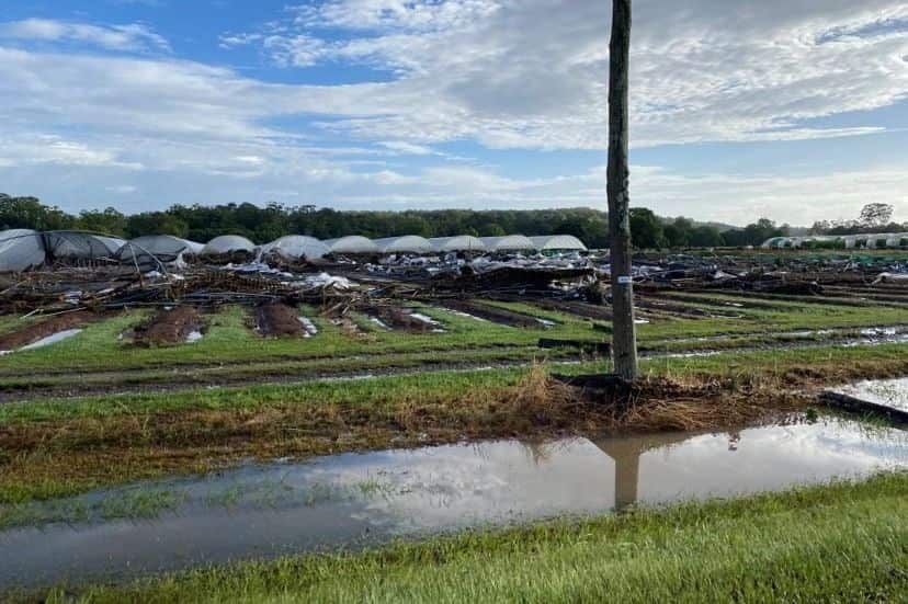 Blueberry farm greenhouses destroyed by floodwaters at Corindi.