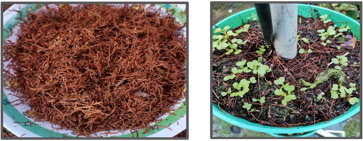 用松针提高土壤疏水性