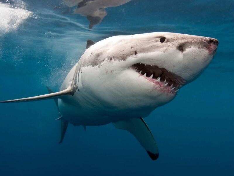 AUn surfista australiano salva a su esposa de las fauces de un tiburón a golpes