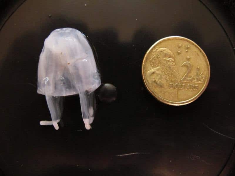 An Irukandji jellyfish (file) has been caught on the western side of Queensland's Fraser Island. 