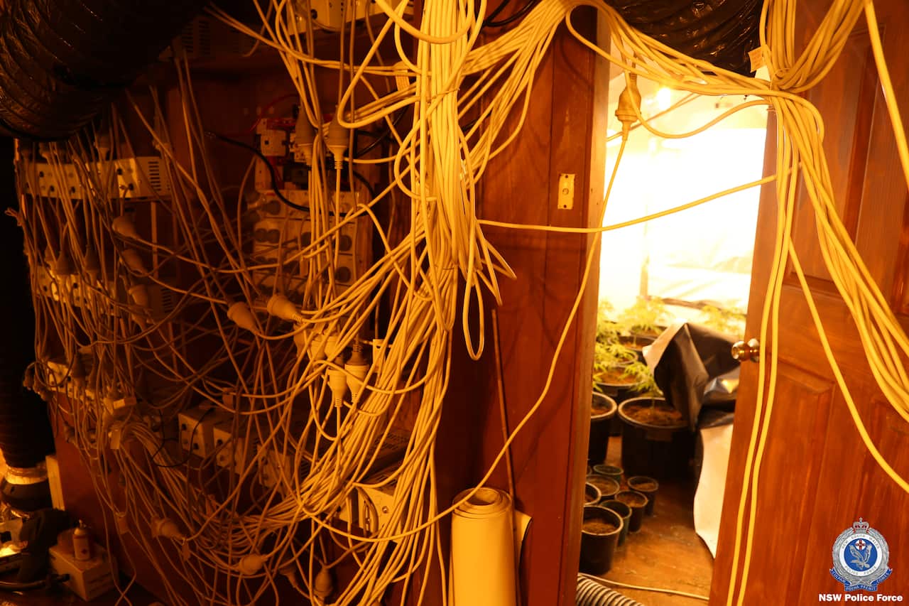 Cannabis worth nearly $10 million seized during targeted operation across south-west Sydney