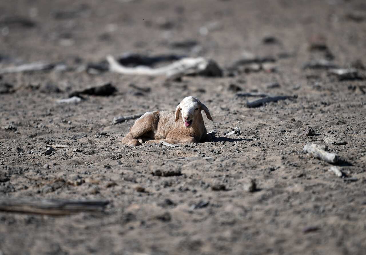 A newborn lamb is seen on a drought affected property near Bollon in southwest Queensland.