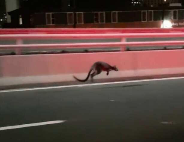 A wallaby was spotted on Sydney Harbour Bridge. 9 News (NSW Police)
