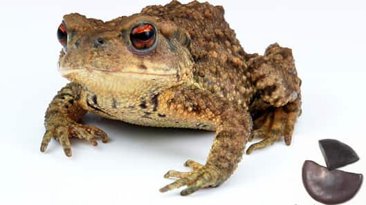 16-toad-venom-chan-su