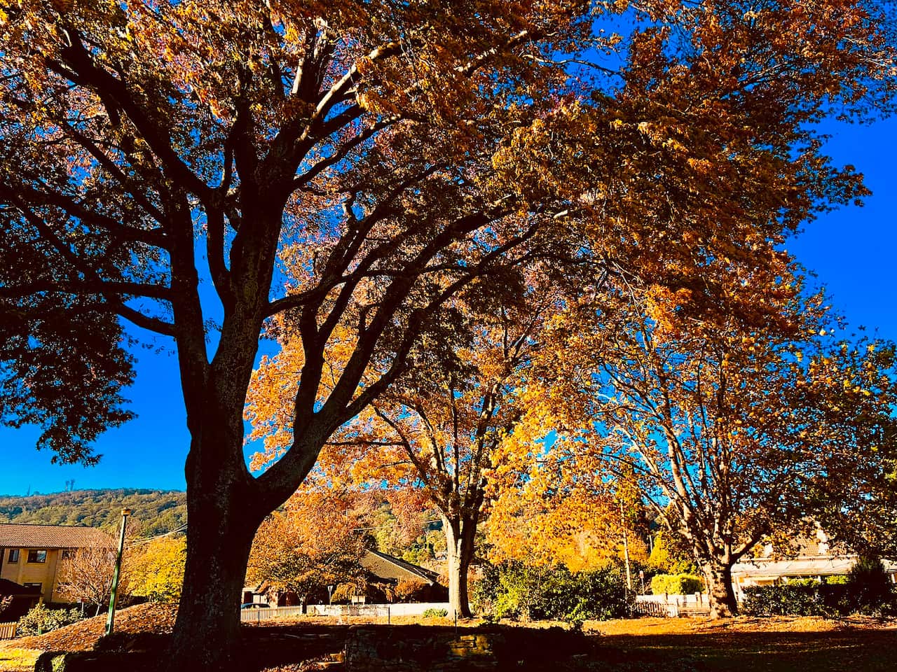 Bowral, NSW in autumn.