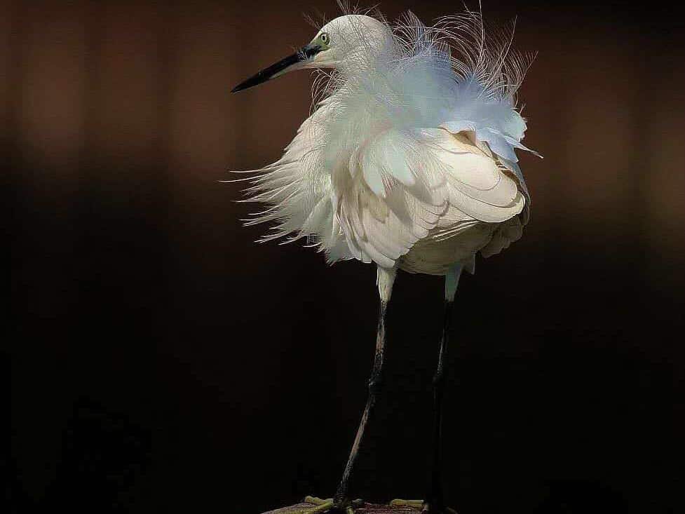 Mr.Feng and his paintings, photographs