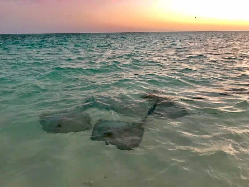 Sting rays at Heron Island