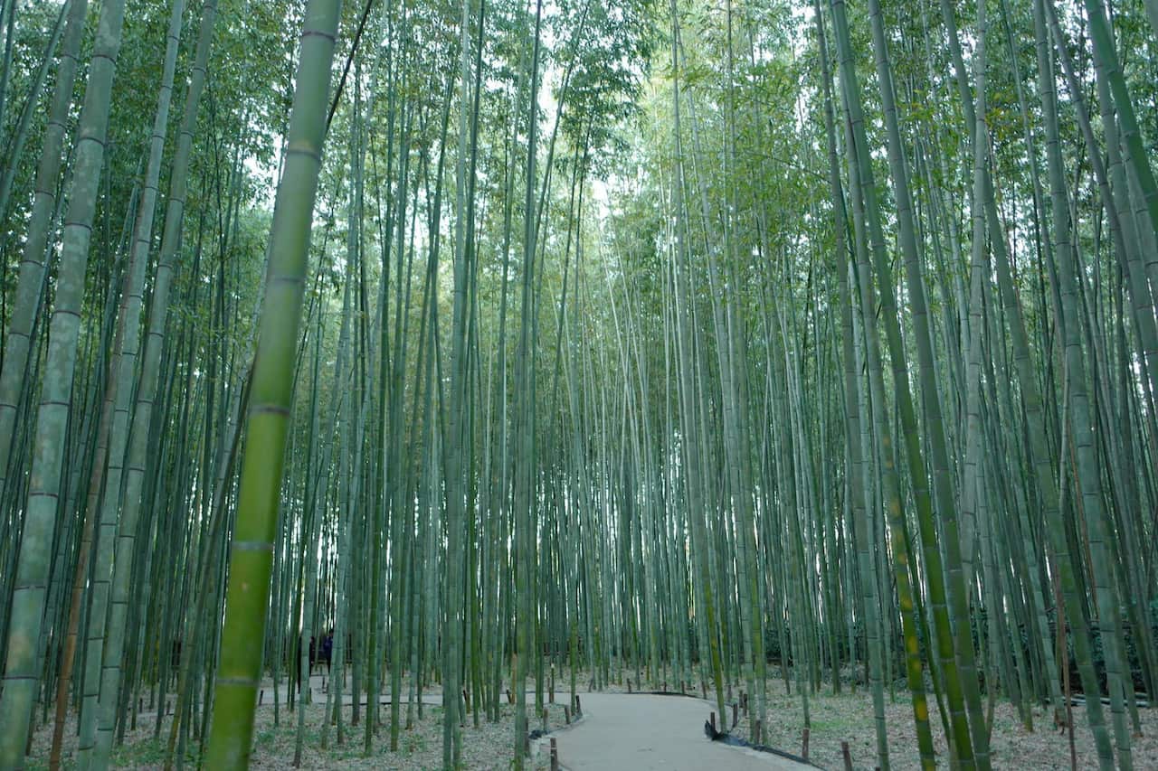 Arashiyama bamboo grove