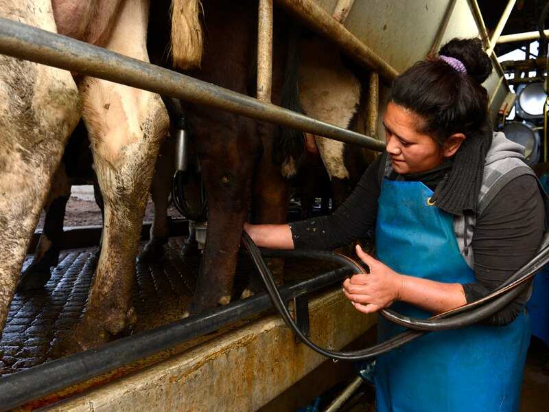 A farm hand attaches a milking machine to a cow at a dairy farm