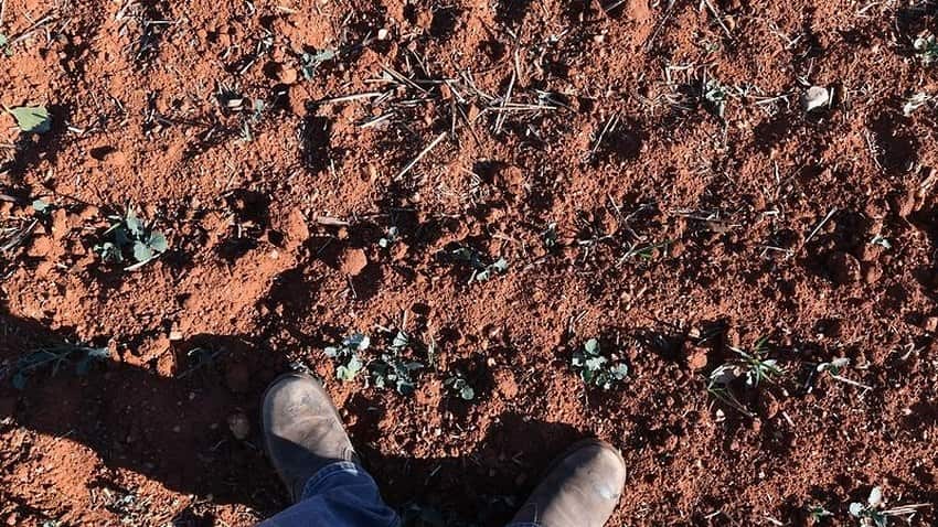 Drought-hit NSW farmers doing it tough, with crops dying in the ground, say they've been overlooked. (AAP)