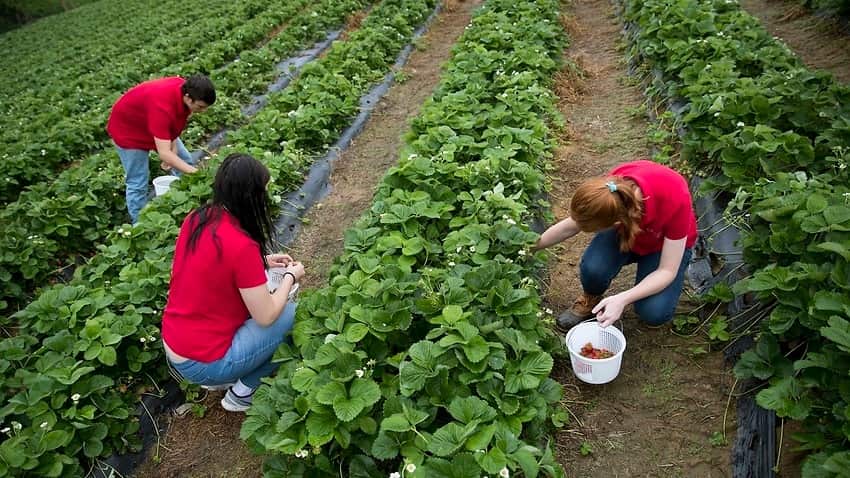 Strawberry growers are reeling from the contamination crisis that has slashed sales.