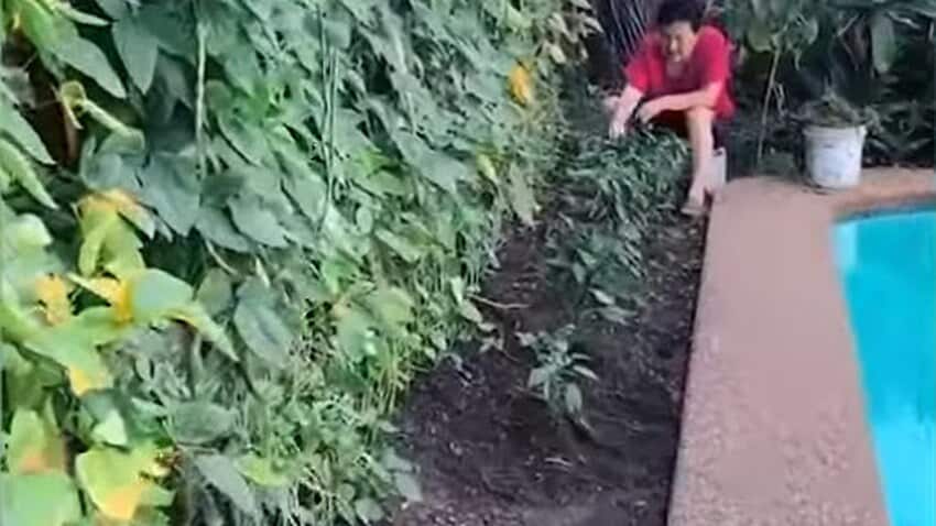 中國大媽到澳洲，瞬間鏟平澳洲女婿的後園，改種辣椒和蔬菜。