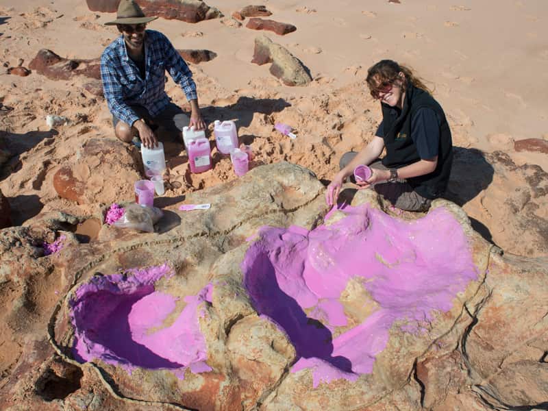 a silicon cast of sauropod tracks