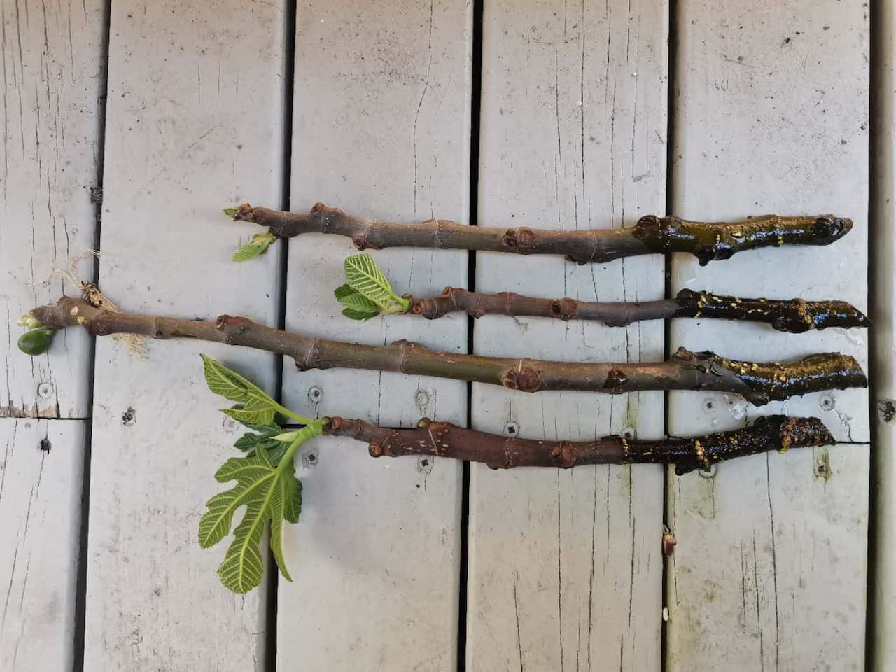 扦插培育后可以移植的无花果苗