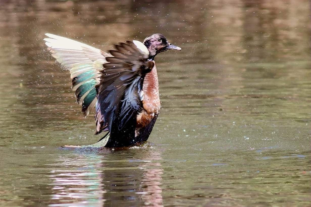 Mr.Feng and his paintings, photographs