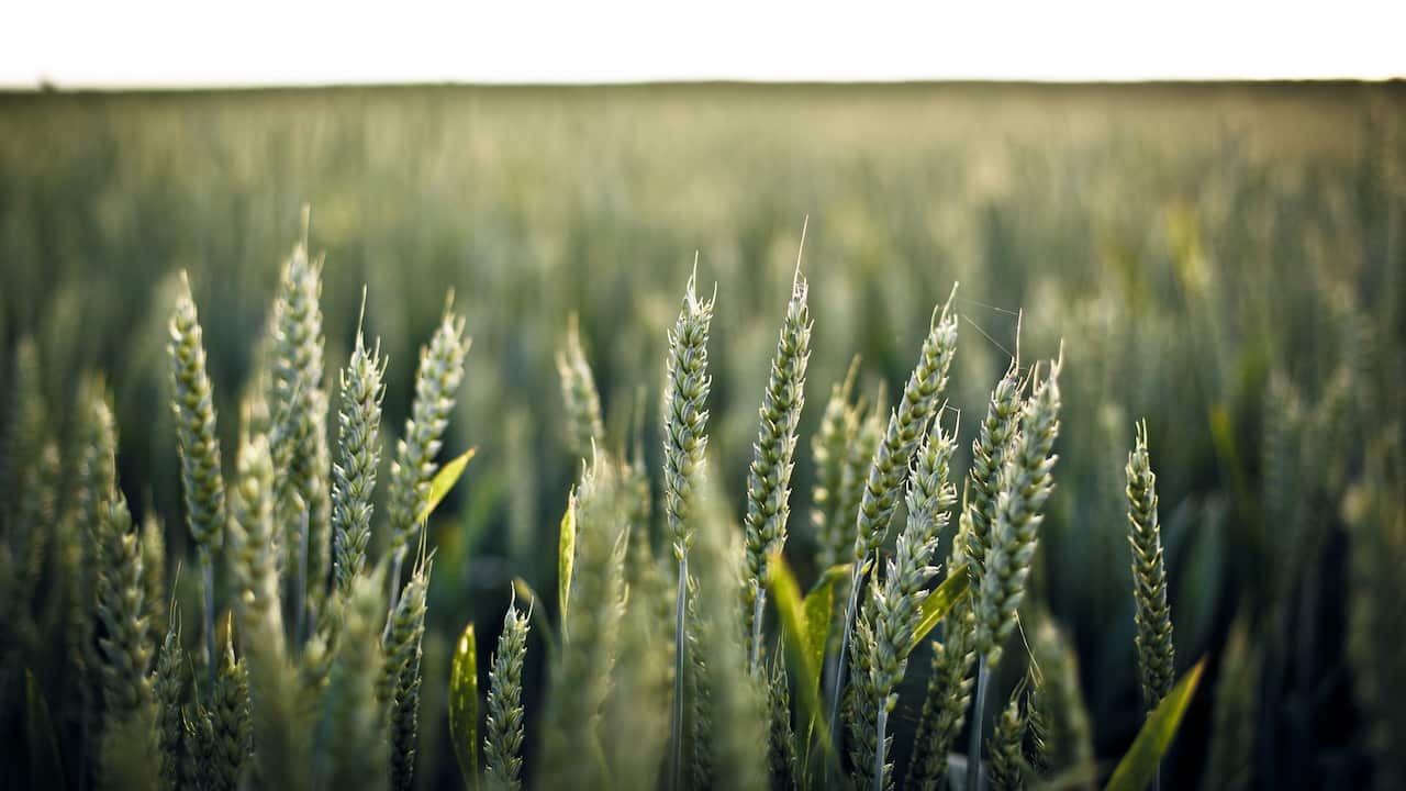 Growing ryegrass is encouraged because research show it is a high energy food to increase milk production. 