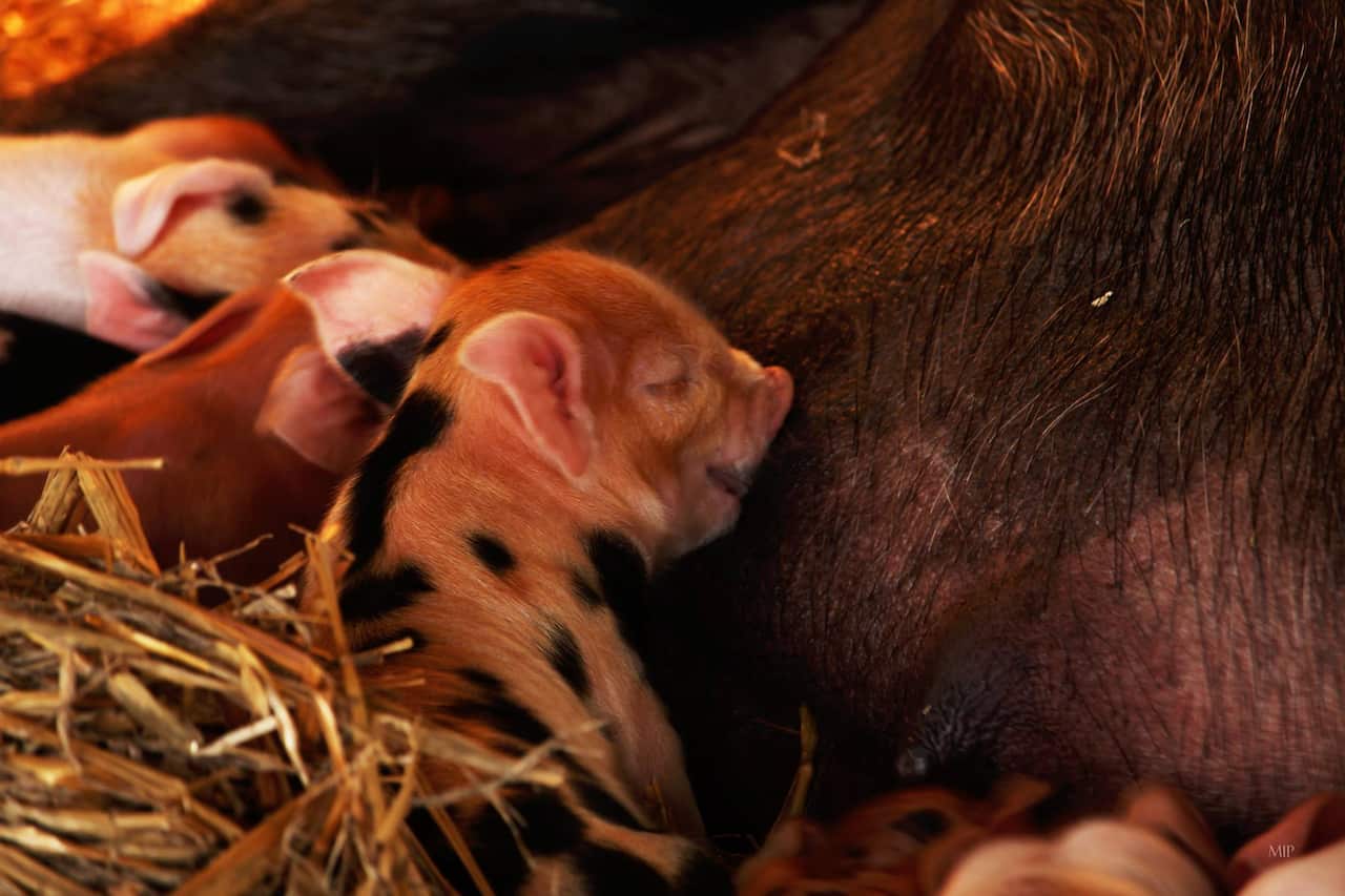 Calmsley Hill City Farm