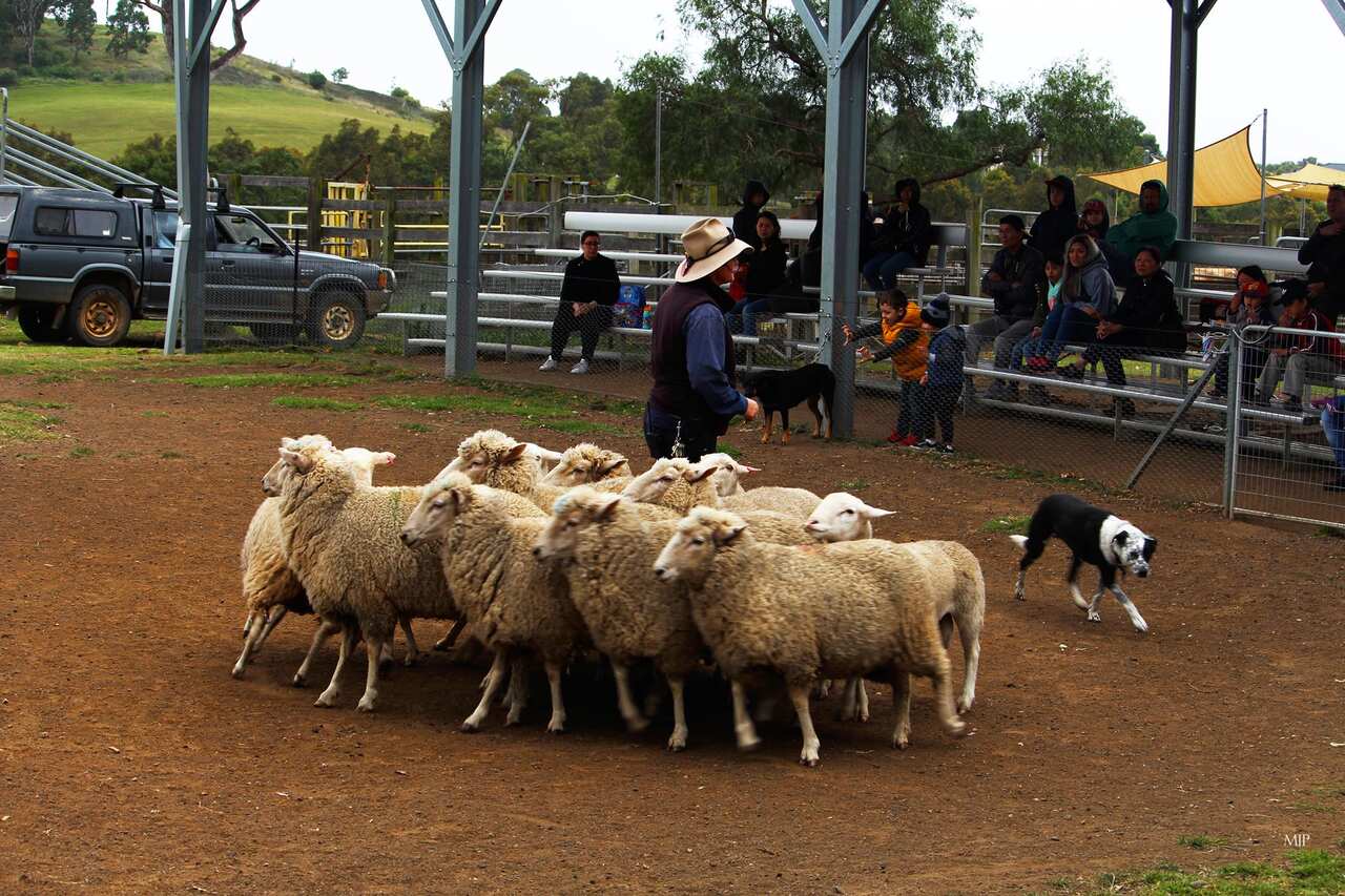 Calmsley Hill City Farm