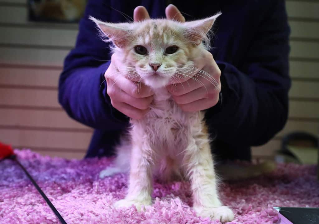 The study, based on research conducted in China in January and February, found cats and ferrets highly susceptible to the virus.