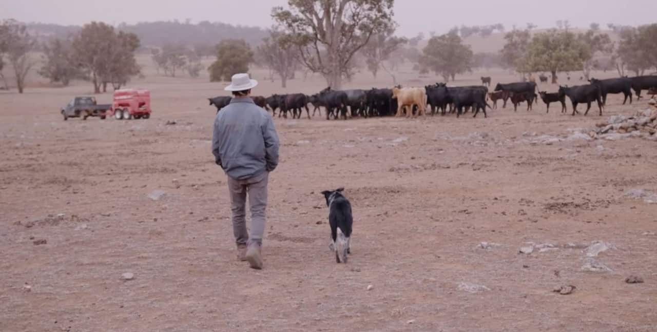 Farmer walks with dog with cows in the background.