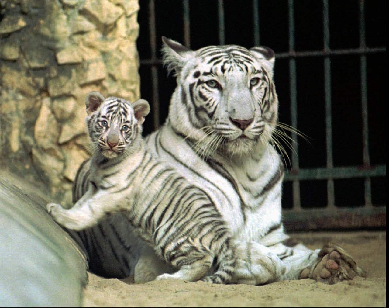 The white Bengal tigers are distinctive due to the color of their fur. The white fur caused by a lack of pigment.