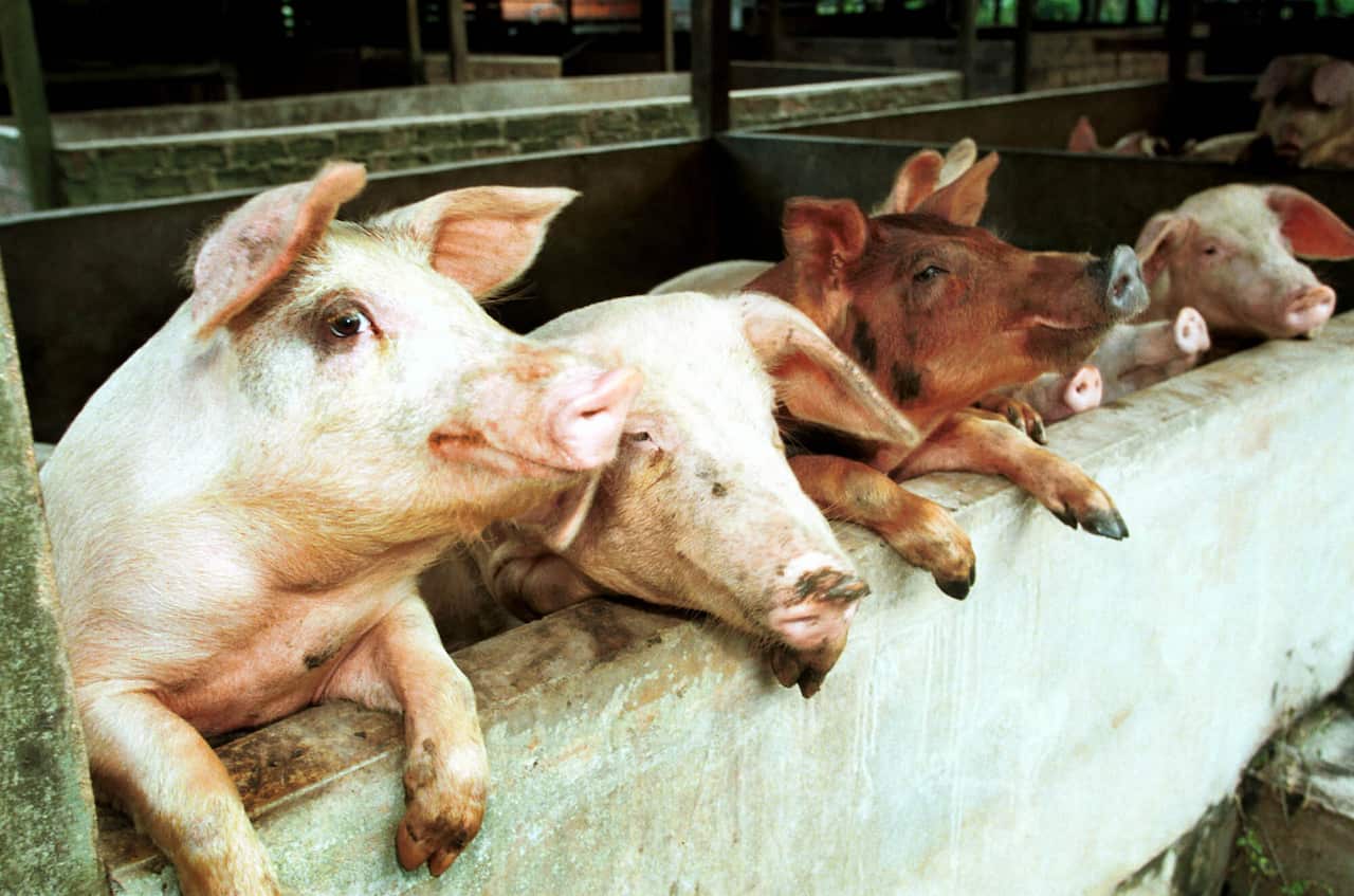 Four Japanese encephalitis cases in Vic