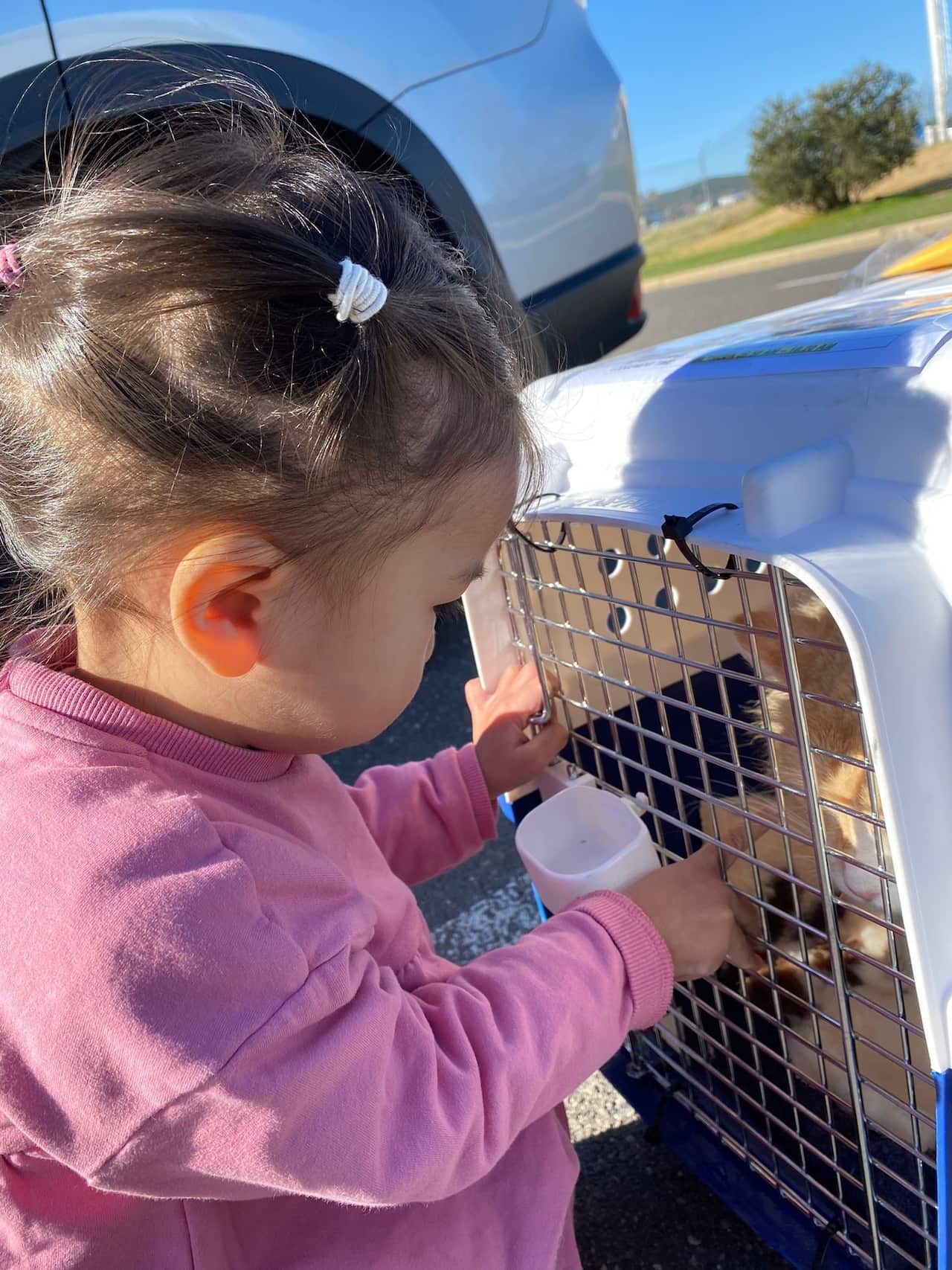 Importing Pet from HK