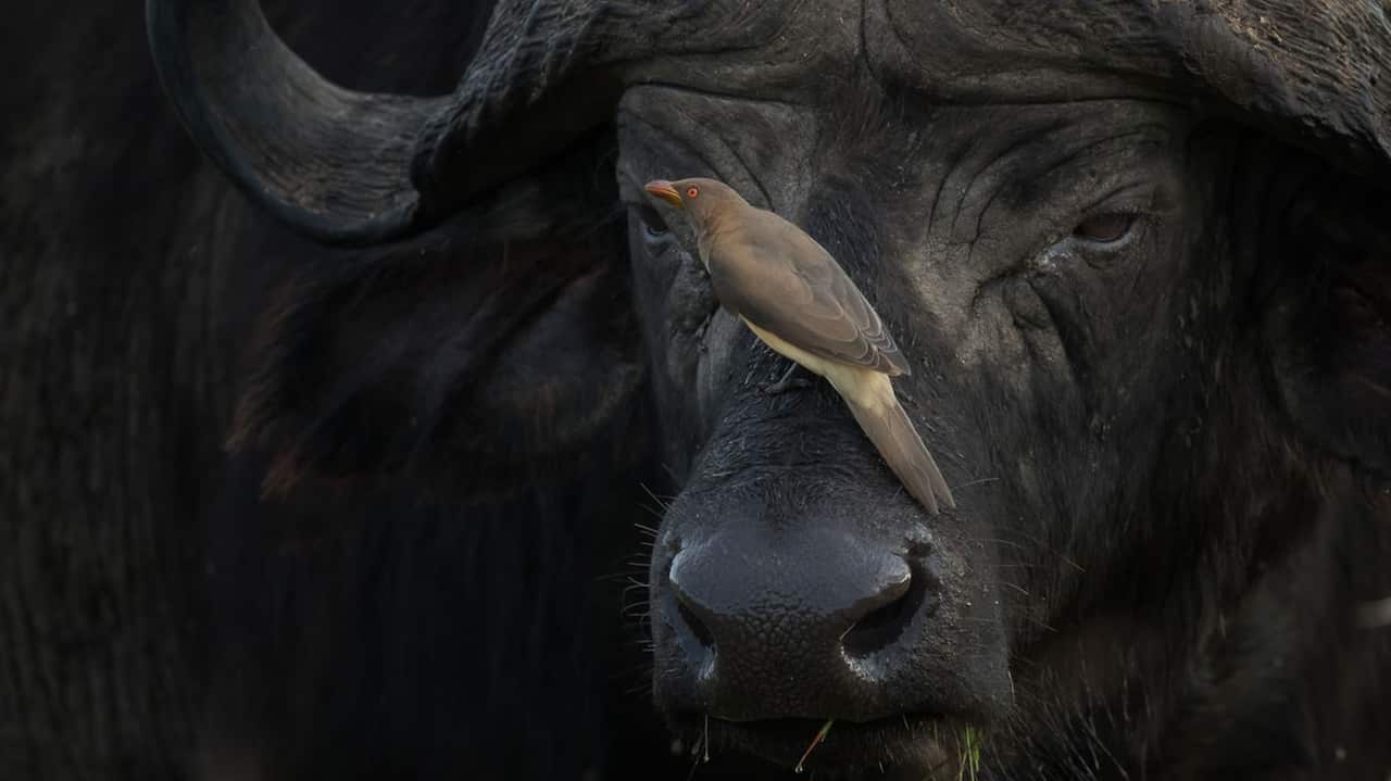 Sri Lankan Wildlife Photographer Lakshitha Karunarathne.
