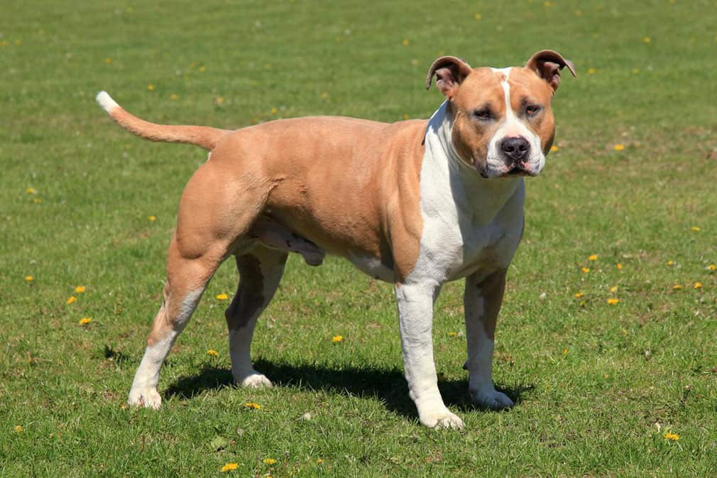 American Staffordshire Terriers adult