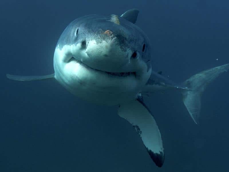 Great White Shark
