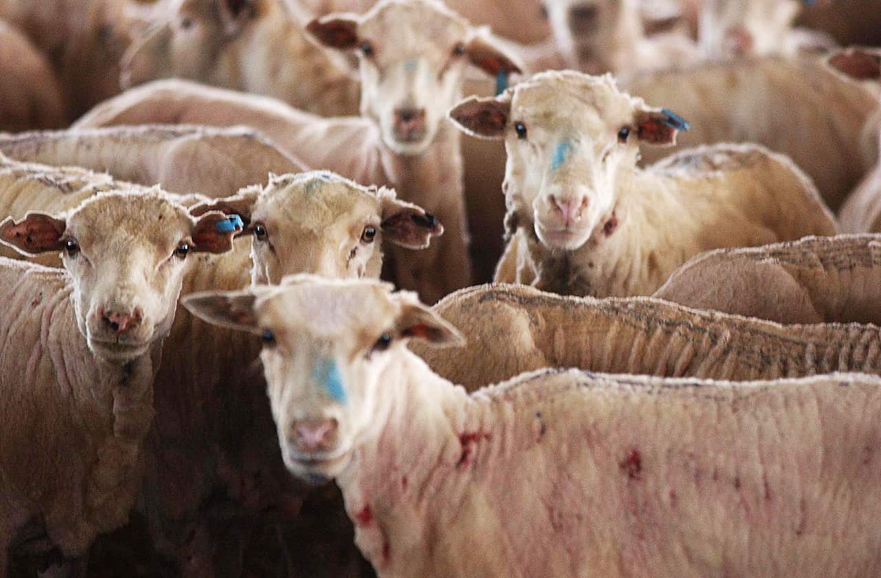 Labor has promised to end live sheep exports. 