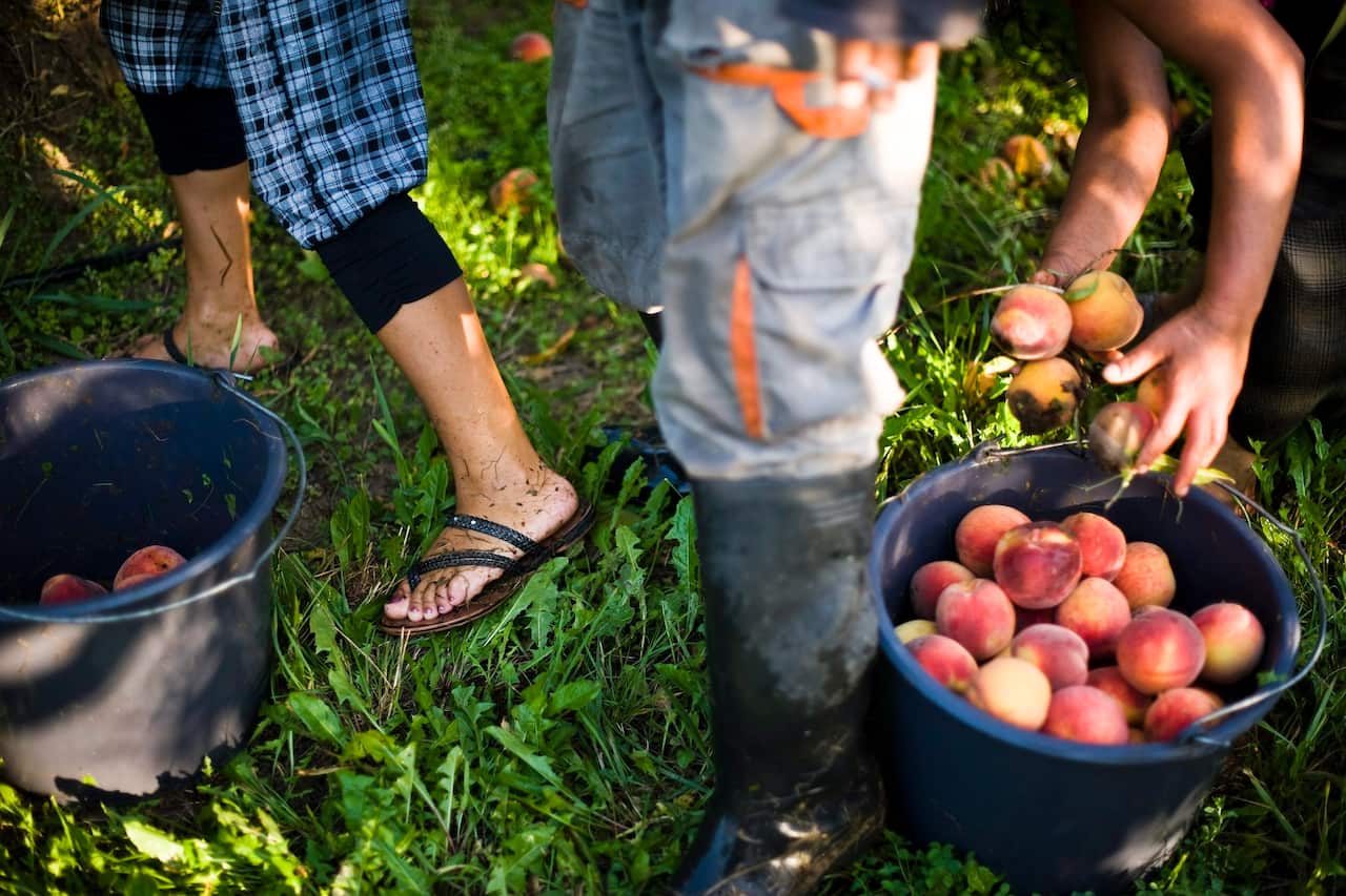 The agriculture industry is calling for the federal government to scrap an increase in tax for people on working holidays.