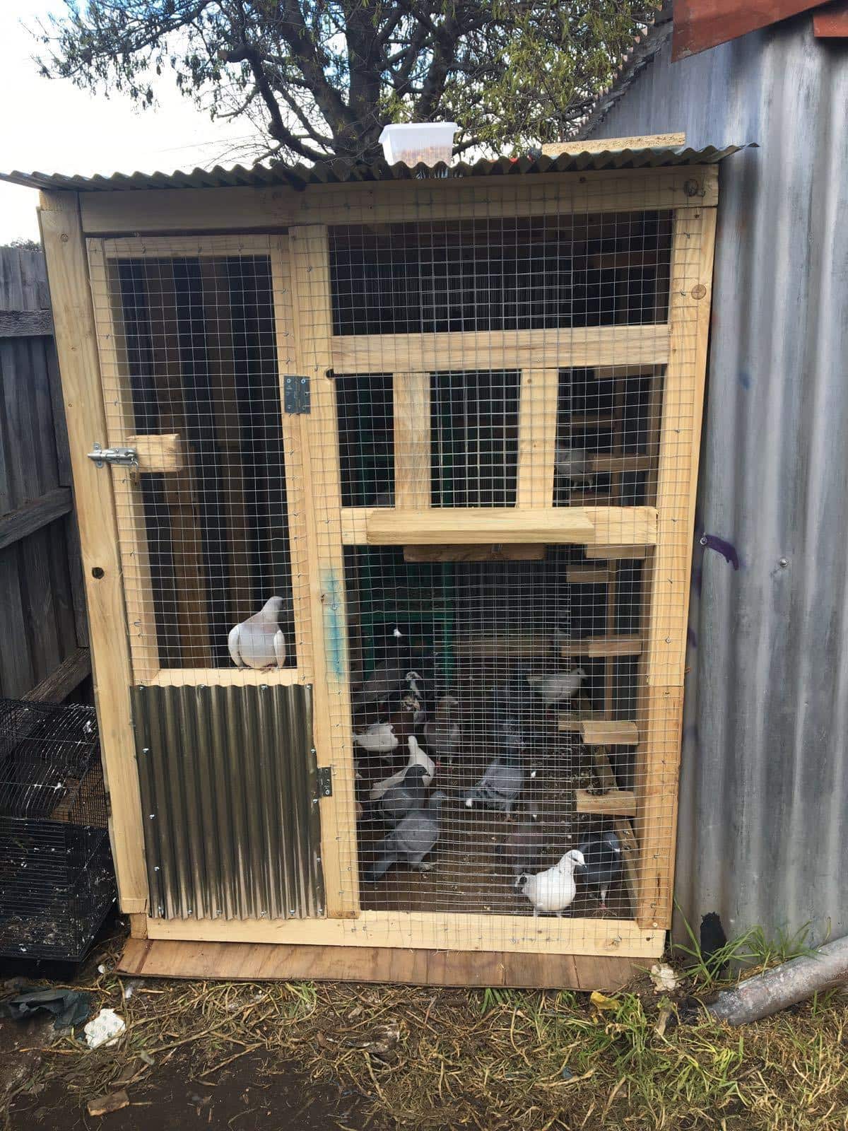 pigeon loft 