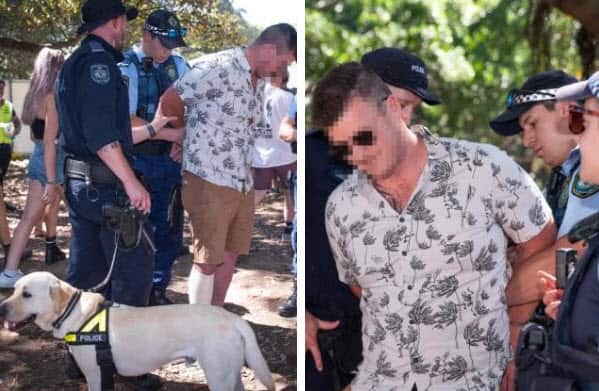 Police sniffer dogs had a field day at the New Year’s Day music festival at The Domain.