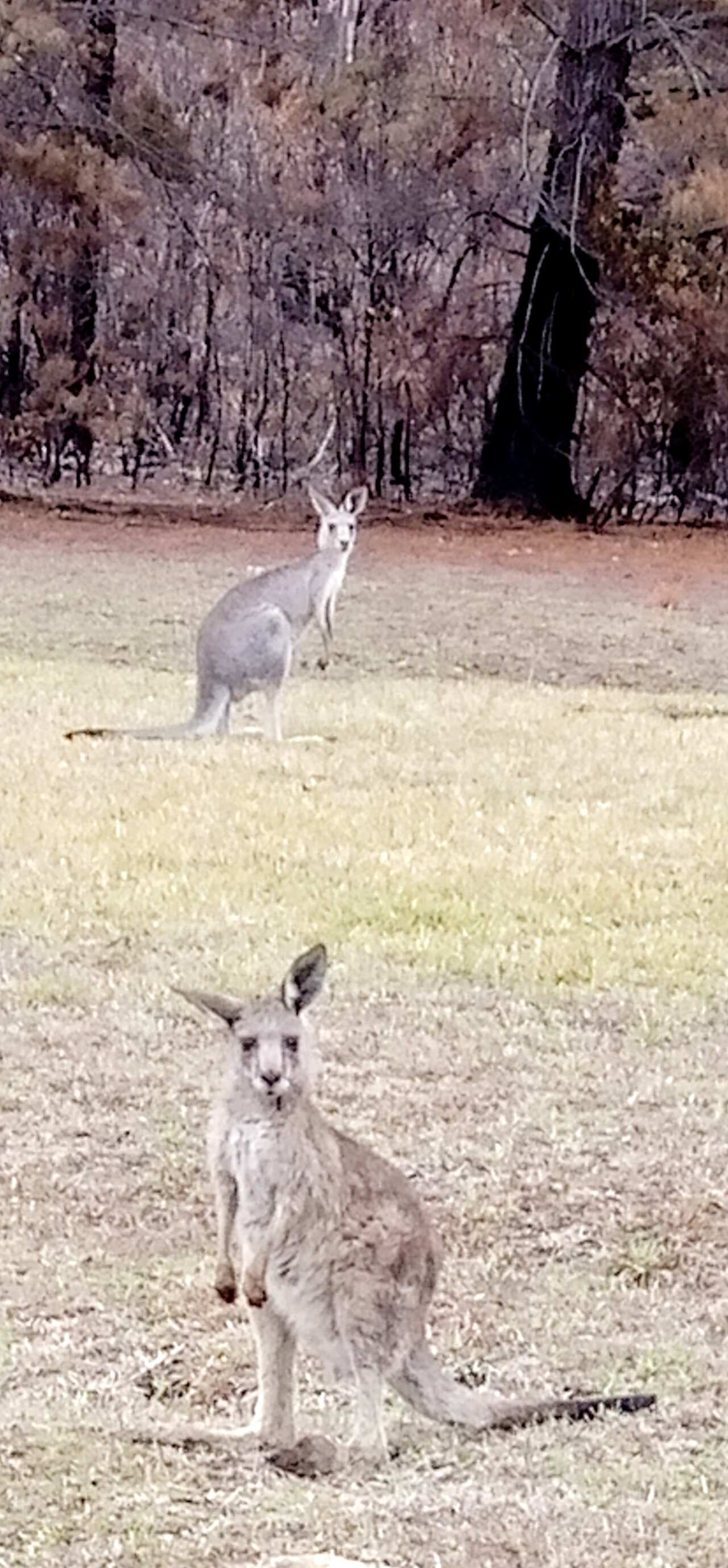 Die beiden letzten Kängarus die nach dem Buschfeuer noch in Ingas Backyard sind.
