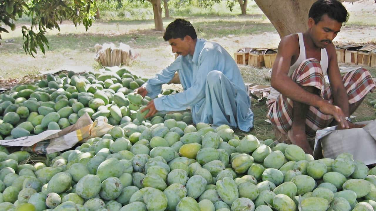 Farmers collect mangoes from a local garden in Multan a central part of Pakistan's southern Punjab