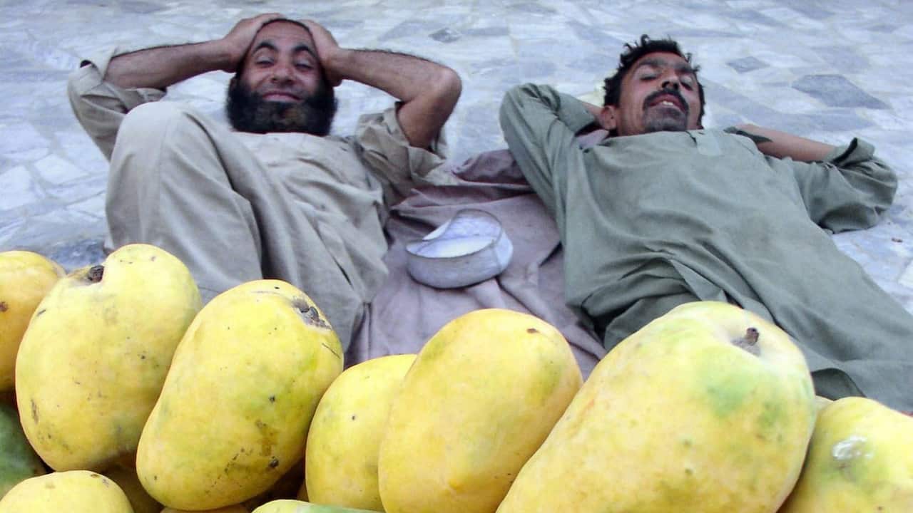 Pakistani workers relax after preparing mangoes for export.