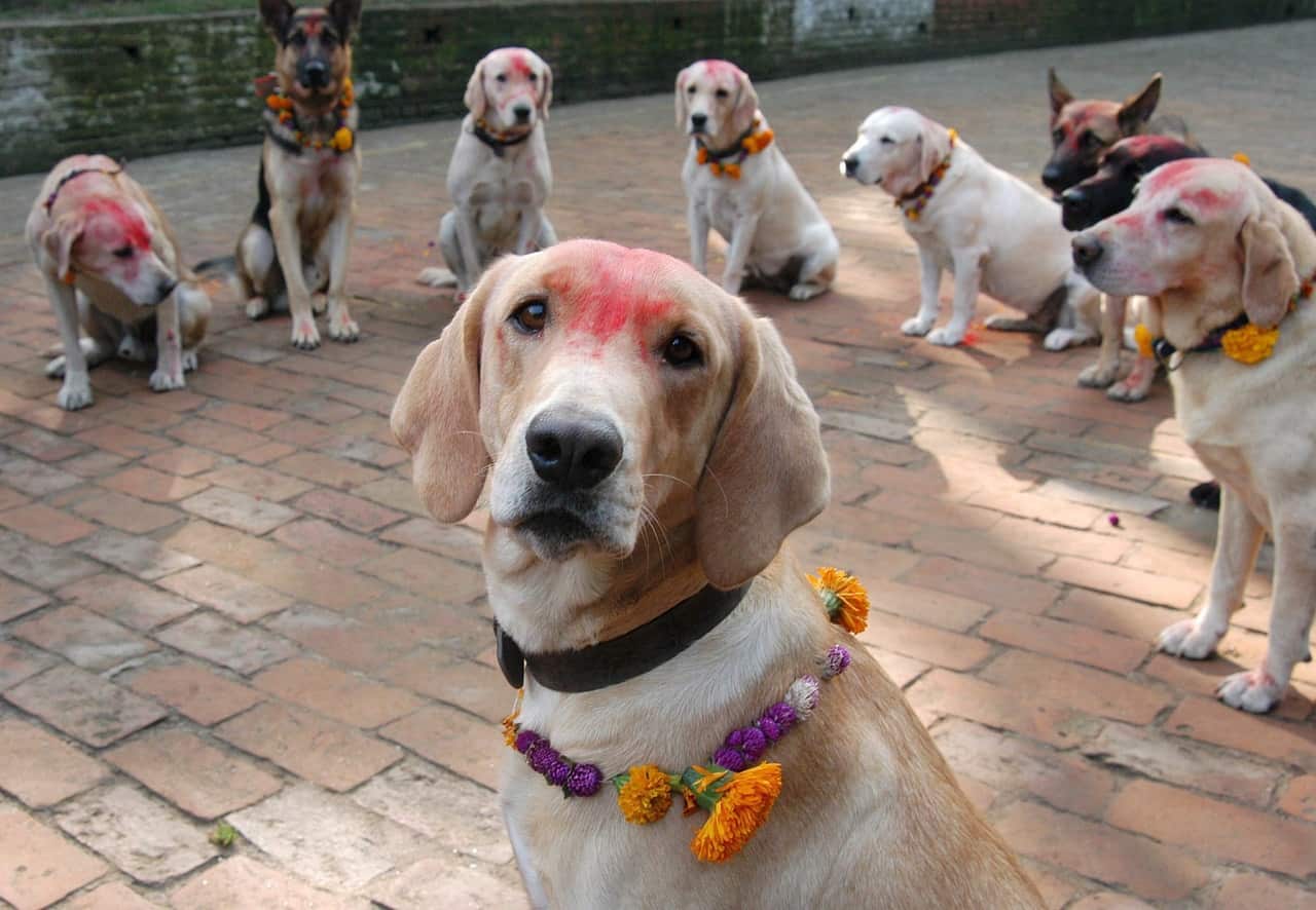 Nepal Day of the Dogs