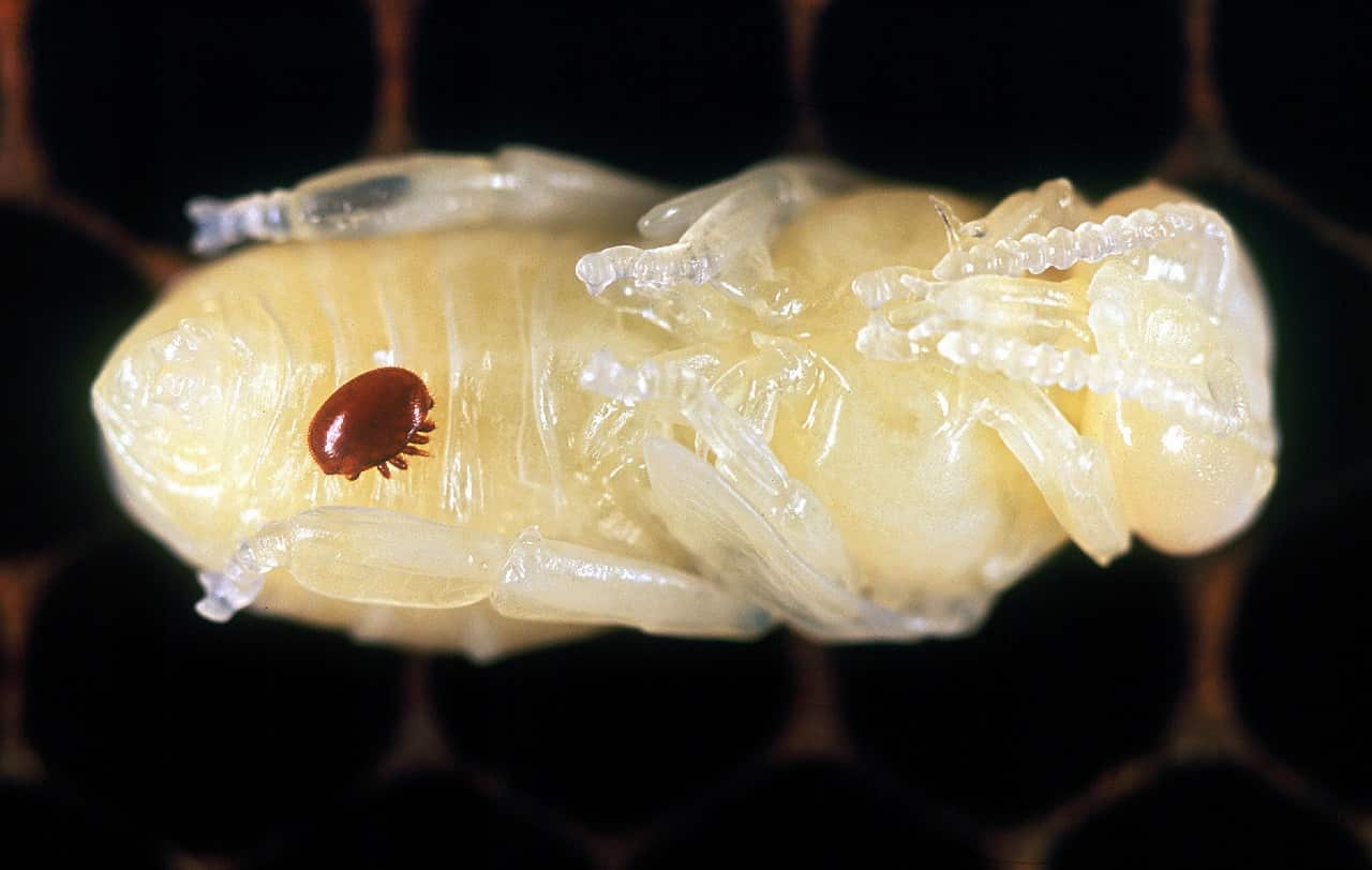 An undated supplied photo of a Varroa mite on a honeybee pupa.