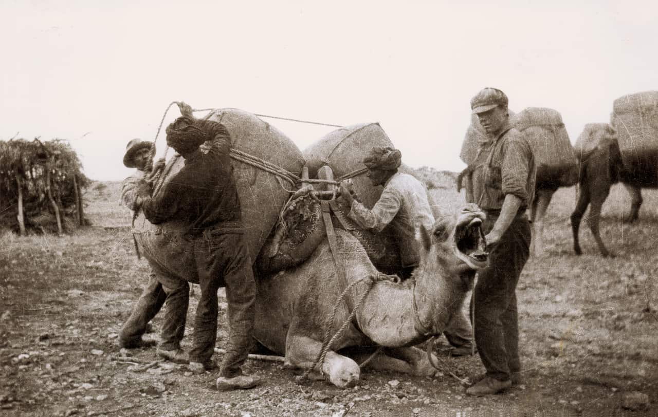 An undated photo of loading wool at Olive Downs, NSW, c1920. Australia's Muslim Cameleers' exhibition, Dec, 2007 (AAP Image/State Library of S.A, L. Reynolds)