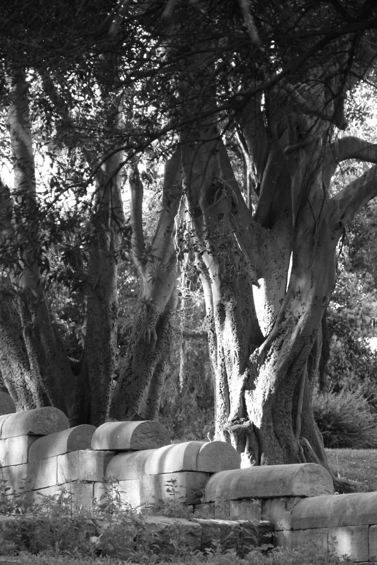 The historic grounds of the old mental asylum at Gladesville in Sydney, Nov. 25, 2007. (AAP Image/Melanie Campbell) NO ARCHIVING, NO DOWNLOADS