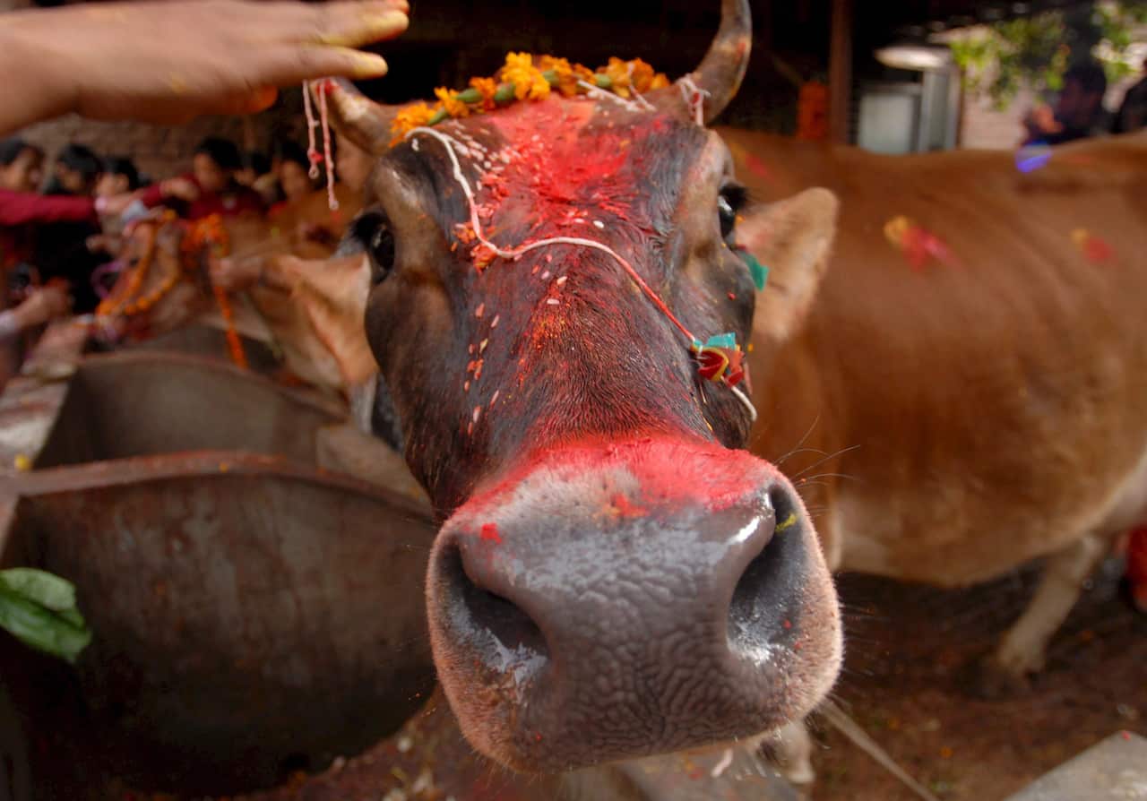 Cow Tihar