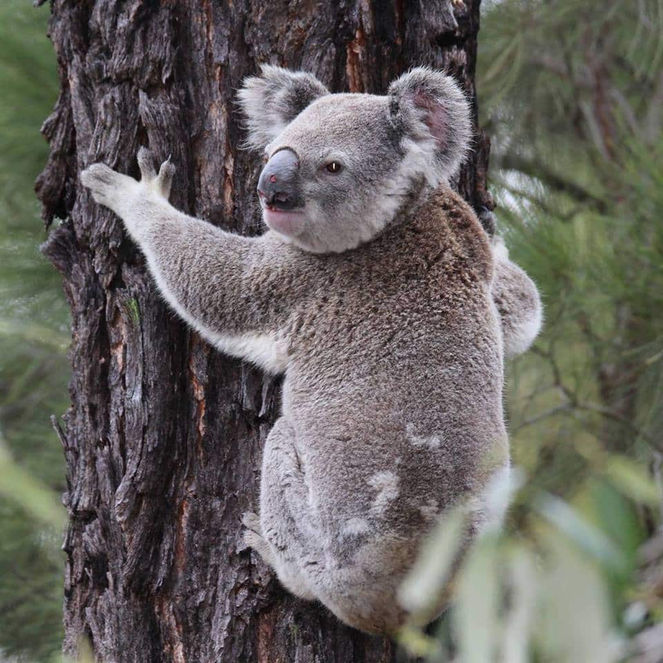 Koala trong khu trong khu nông trại sinh thái Tweeters Country Getaway Farmstay