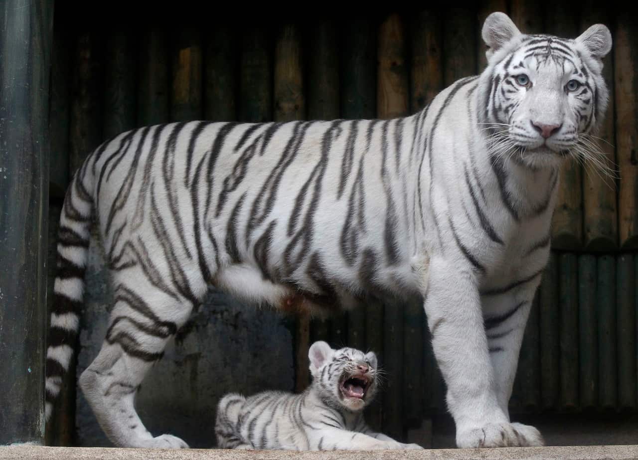 A white Indian tiger cub, born on July 1, 2012  in Liberec, Czech Republic, Monday, Sept. 3, 2012. 