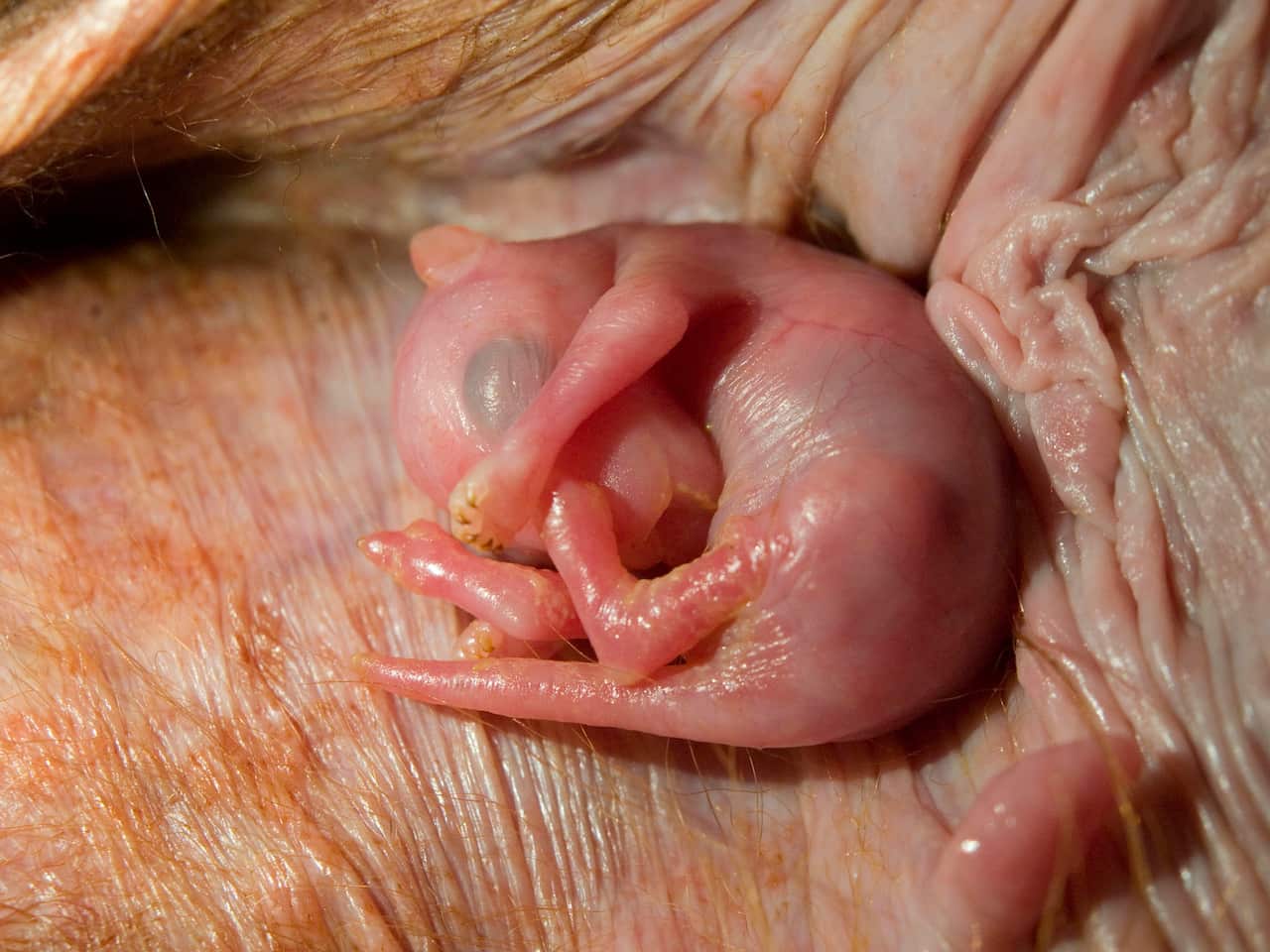 Red Kangaroo joey in pouch - approx one week old. (Macropus rufus).