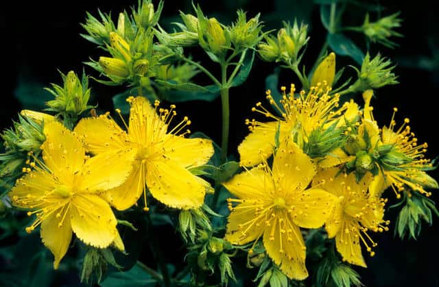 St-John's wort (Hypericum perforatum)