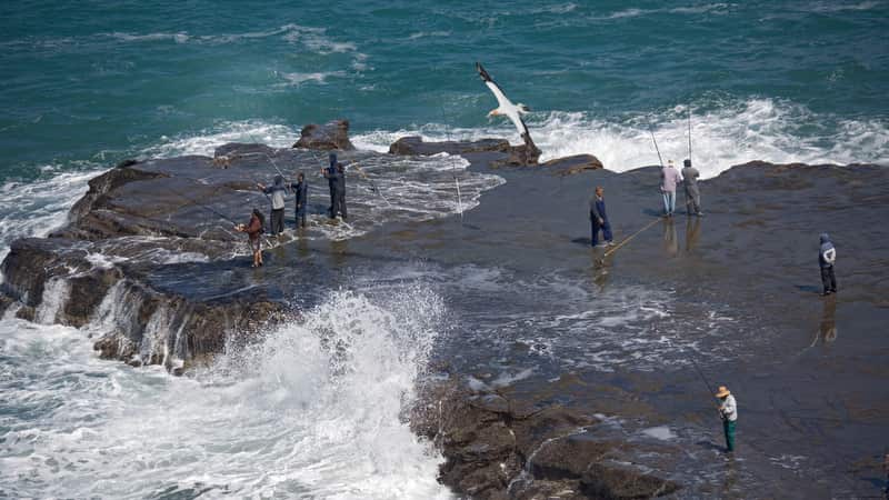 Sea fishermen on rocky promontory at Muriwai beach (AAP/Mary Evans/Ardea/Bob Gibbons) | NO ARCHIVING, EDITORIAL USE ONLY