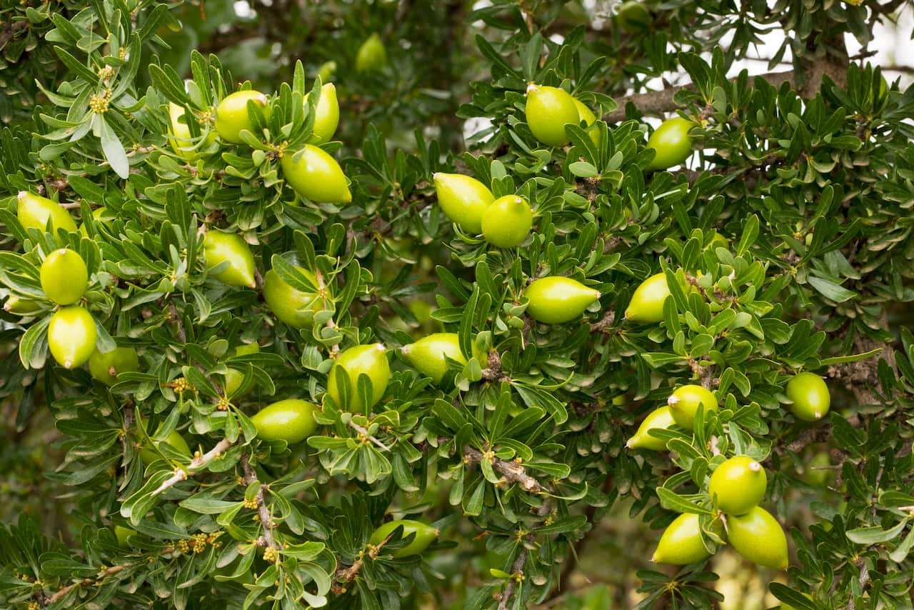 Fruits of the rare Argan tree (Argania spinosa) (AAP/Mary Evans/Ardea/Bob Gibbons) | NO ARCHIVING, EDITORIAL USE ONLY