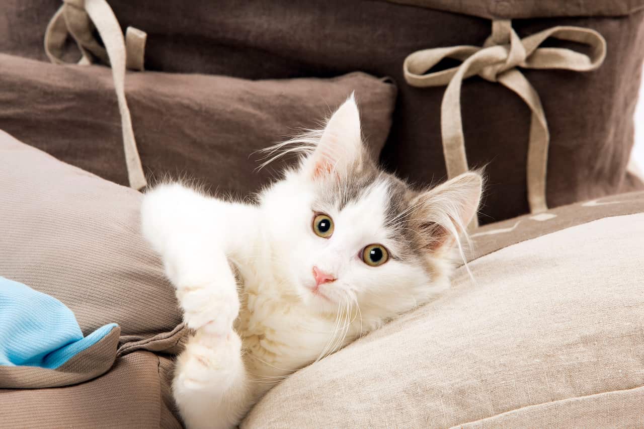 Cat - Norwegian kitten  (AAP/Mary Evans/Ardea/Jean-Michel Labat) | NO ARCHIVING, EDITORIAL USE ONLY