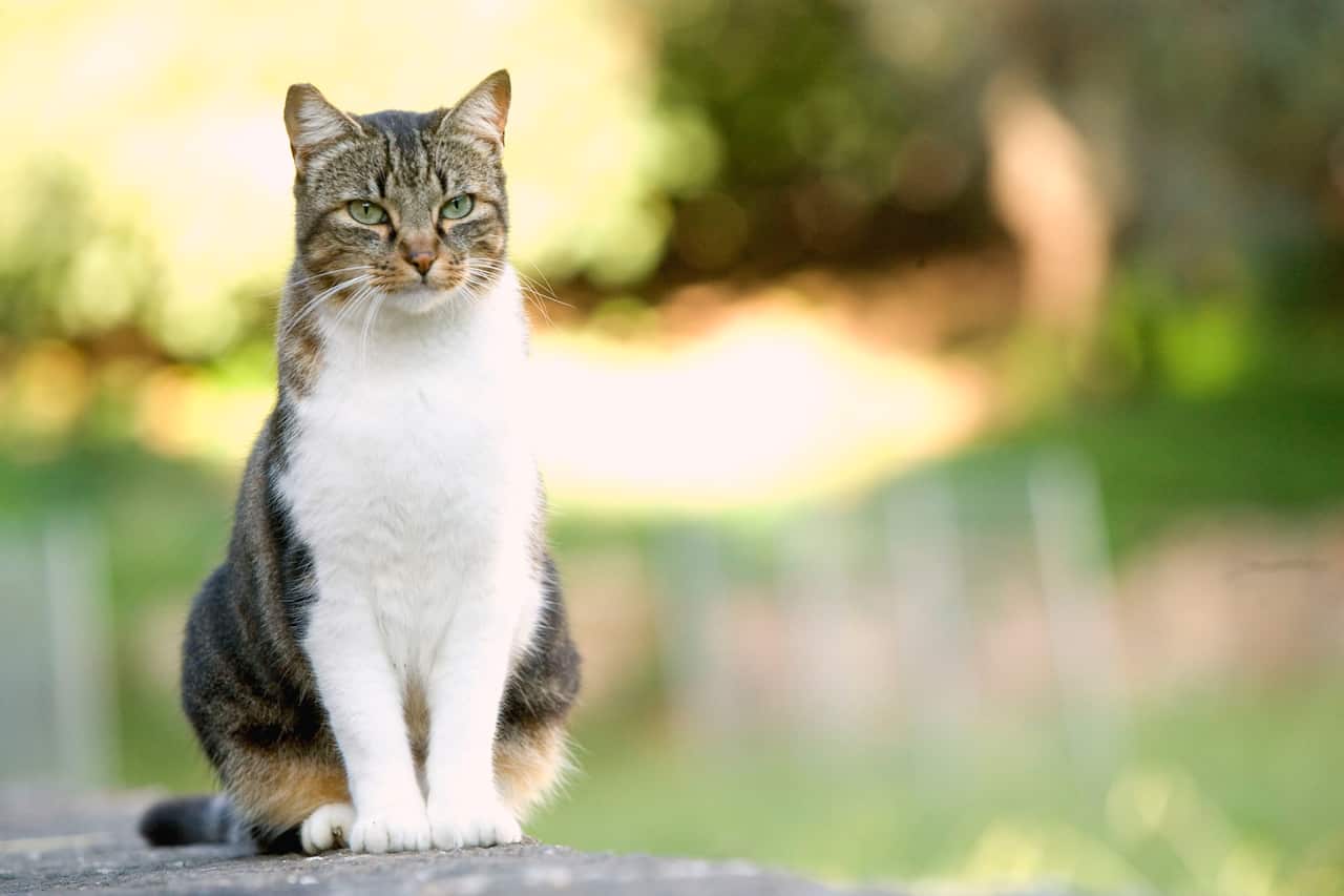 Cat - on stone wall   (AAP/Mary Evans/Ardea/Jean-Michel Labat) | NO ARCHIVING, EDITORIAL USE ONLY
